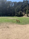 Running Free