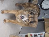 Canine Companion Keeping Time