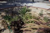 The Bird's Eye View of Agavaceae Plant Bed