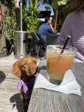 Canine Cafe Culture