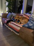 Furry Friend on the Cozy Couch