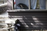 Porch Pals