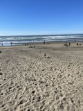 Canine Beach Run