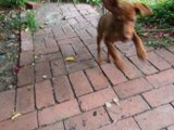 A Canine's Stroll on the Brick Path