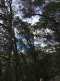 Tranquil Wilderness