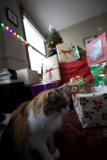Feline Festivities