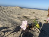 Serenity in Bloom