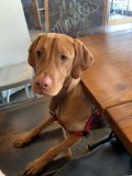 The Tabletop Vizsla