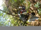 Venture into the Verdant Wilderness