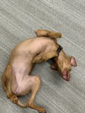 Laid-Back Vizsla