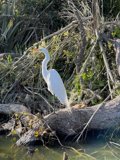 Graceful Waterfowl