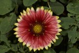 Vibrant Daisy