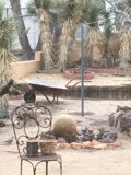 Desert Oasis
