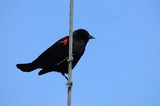Red-winged Blackbird Perched on Wire Against Clear Sky