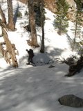 Snowboard Adventure on a Fir-Lined Slope