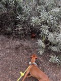 Curious Canine