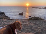 Beach Pup at Sunset