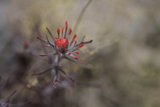 Red Geranium in a Field
