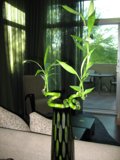 Green Foliage in Elegant Vase