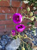 Purple Geranium Blossoms with Bud Sprouts
