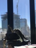 Feline Vista