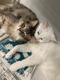 Feline Cuddles in a San Francisco Cage