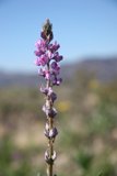 Purple Lupin Flower Against Blue Sky