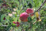 Harvesting the Juiciest Apples