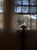 Backlit Bark Watcher