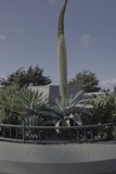 Towering Over the Agave Garden