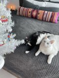 Cozy Christmas Nap with Feline Friends