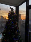 A Festive Fir in the City