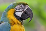 Majestic Macaw in Profile