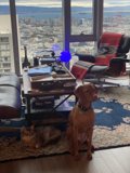 Furry Friends at Home