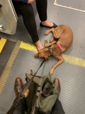 Subway Pooch