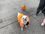 Stylish Canine Accessories