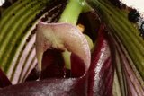 The Lovely Orchid's Stem
