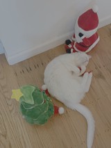 White Cat Playing with Christmas Toys