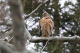 Red-Shouldered Hawk Perched on Winter Branch