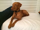 Palm Springs Pup