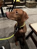 Puppy's Playtime Lounge