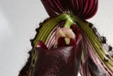 Purple Orchid in Bloom