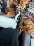 Furry Friends on the Couch