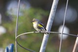 A Spec of Sunshine: Canary in Fort Mason