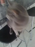 Feline Lounging on Bar Stool