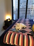 Cozy Reading Companion