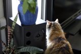 Feline Observations