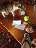 Feline Athlete