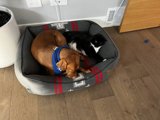 Cozy Companions