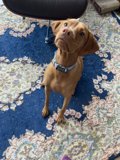 Rug-Resting Pooch
